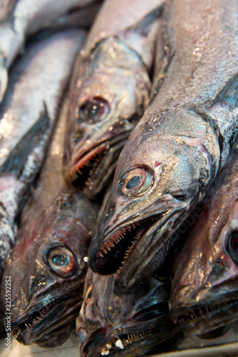 european hake (merliccius merluccius) on fishmonger's market stall in cadiz, andalusia, spain