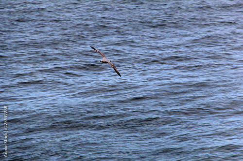 great blue heron in flight