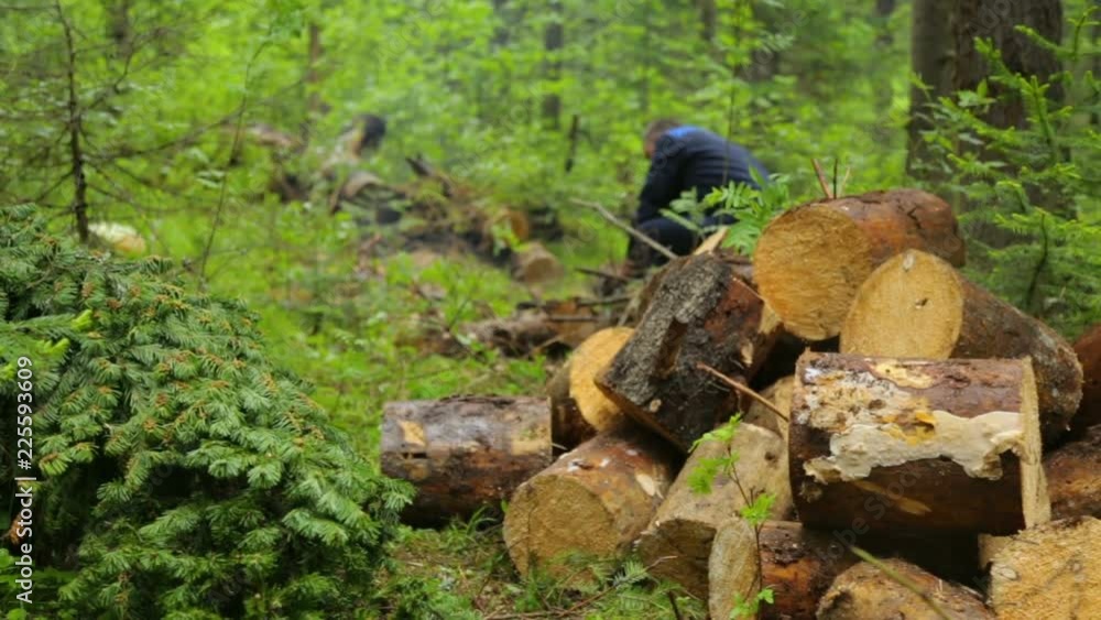 Man with chainsaw working in forest Man with chainsaw working in forest
