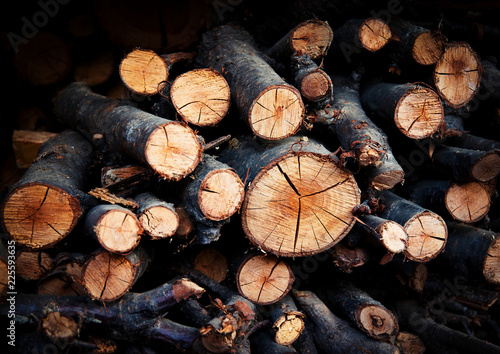 sawn beech branches