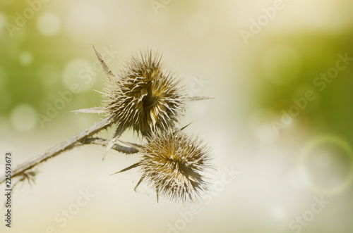 Dipsacus Over Green