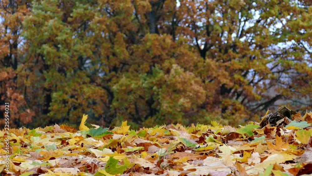 Colorful Autumn maple leaves falling on ground Colorful Autumn maple leaves falling on ground