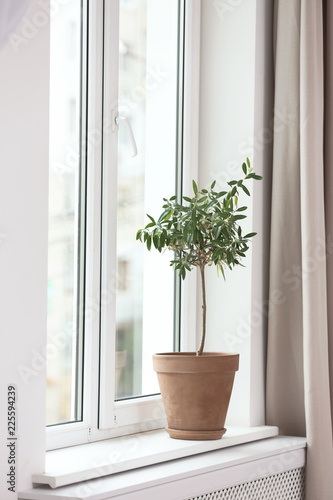 Flowerpot with young olive tree on window sill