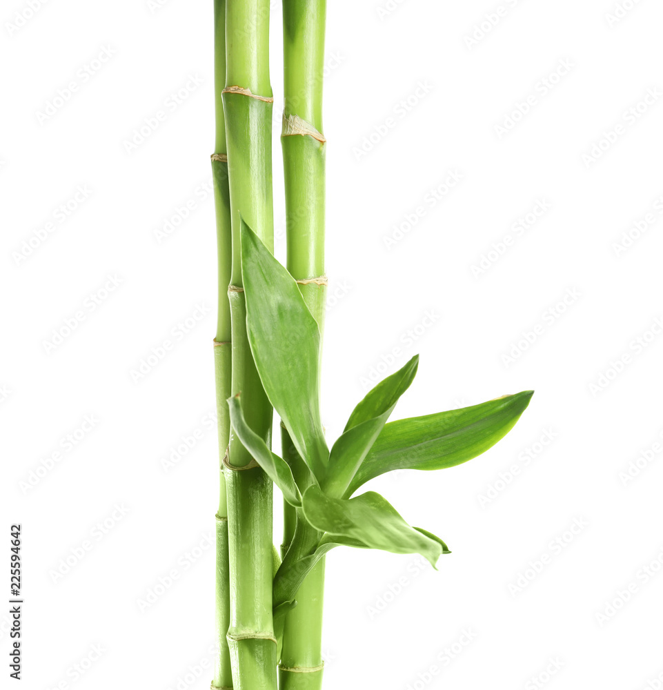 Fototapeta premium Green bamboo stems with leaves on white background
