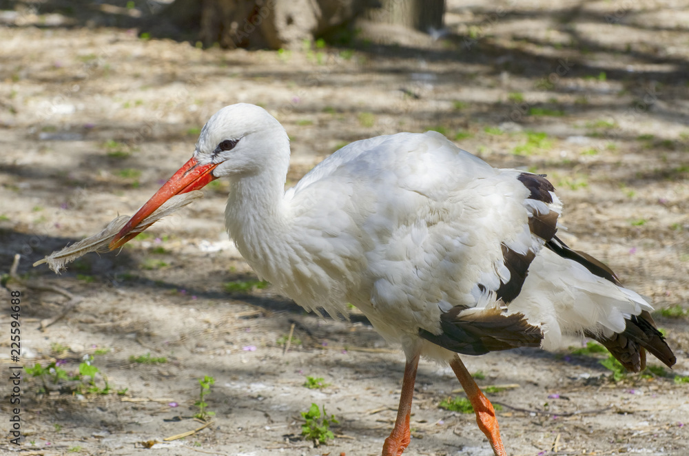 Fototapeta premium White Stork