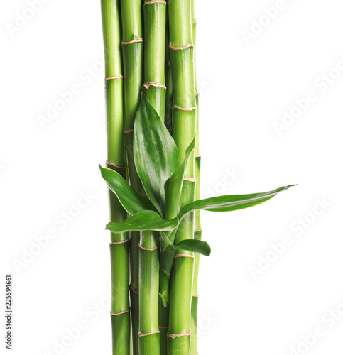 Green bamboo stems with leaves on white background