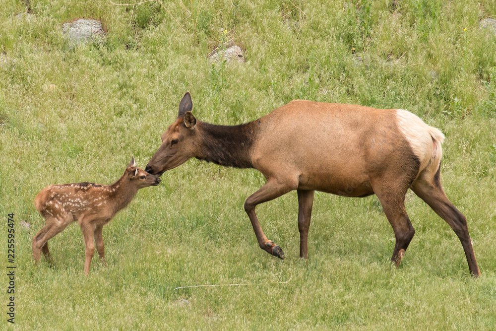 Fototapeta premium Elk kiss