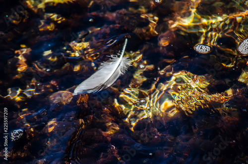 Feather in the sea background texture sunny day photo