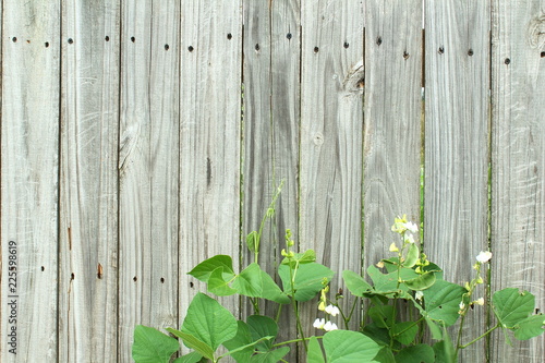 old rustic fence wooden background with plant 