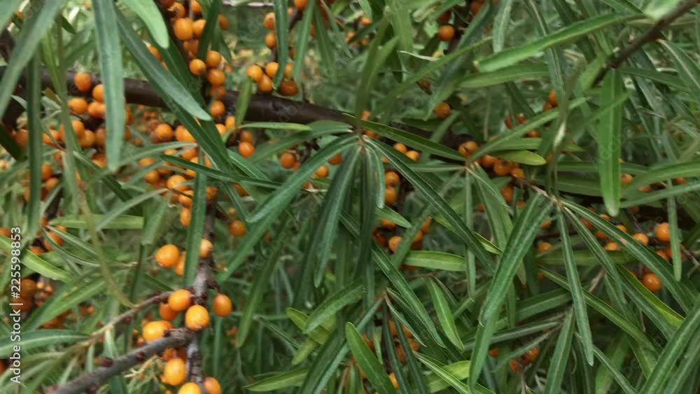 Closeup shot of a sea buckthorn berries on a branch with torns. Slow motion. Closeup shot of a sea buckthorn berries on a branch with torns. Slow motion.