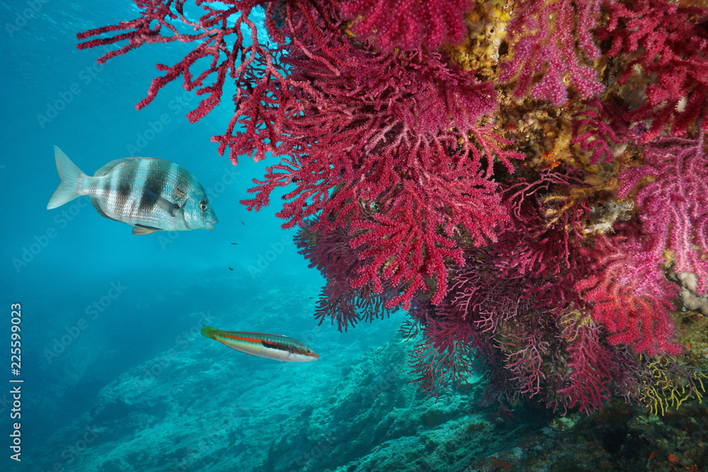 Naklejka premium Czerwony gorgoński koral miękki, Paramuricea clavata, z rybami pod wodą w Morzu Śródziemnym, Cap de Creus, Costa Brava, Hiszpania
