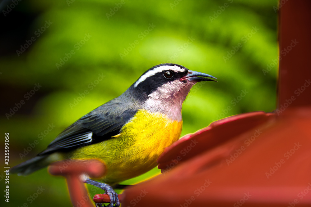 Fototapeta premium Gelber Vogel
