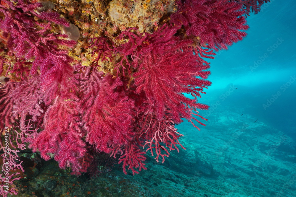 Naklejka premium Red gorgonian Paramuricea clavata underwater in the Mediterranean sea, Cap de Creus, Costa Brava, Spain