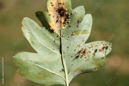 Photos Aphids on green leaf of Common hawthorn or Crataegus monogyna