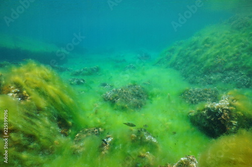 Rocky seabed covered by filamentous algae underwater in the Mediterranean sea  Catalonia  Costa Brava  Cap de Creus  Spain