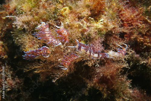 Several pilgrim hervia sea slugs, Cratena Peregrina, underwater in the Mediterranean sea, France