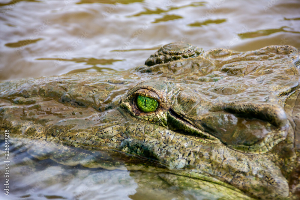 Krokodil auf der Lauer in einem tropischen Fluss Krokodil auf der Lauer in einem tropischen Fluss