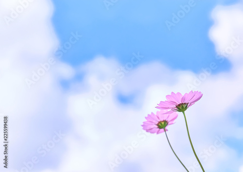 コスモスの花　空背景
