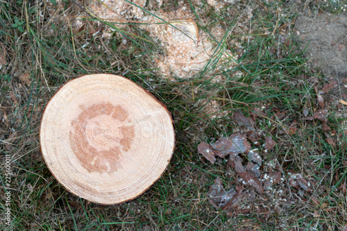 A tree trunk cut by a motorized saw. Pieces of pine wood in the forest.
