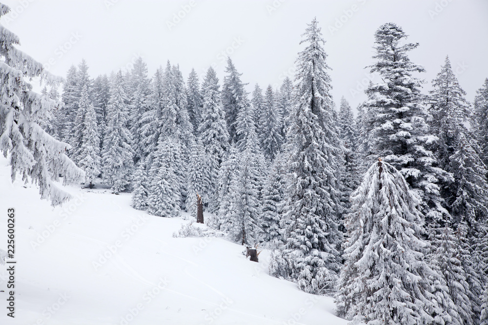 winter background of snow covered fir trees in the mountains winter background of snow covered fir trees in the mountains