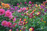 Colorful dahlias garden in late summer