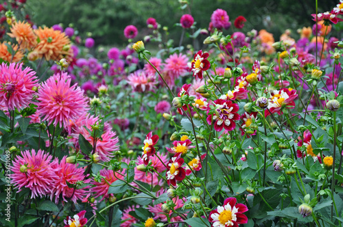 Fototapete Colorful dahlias garden in late summer