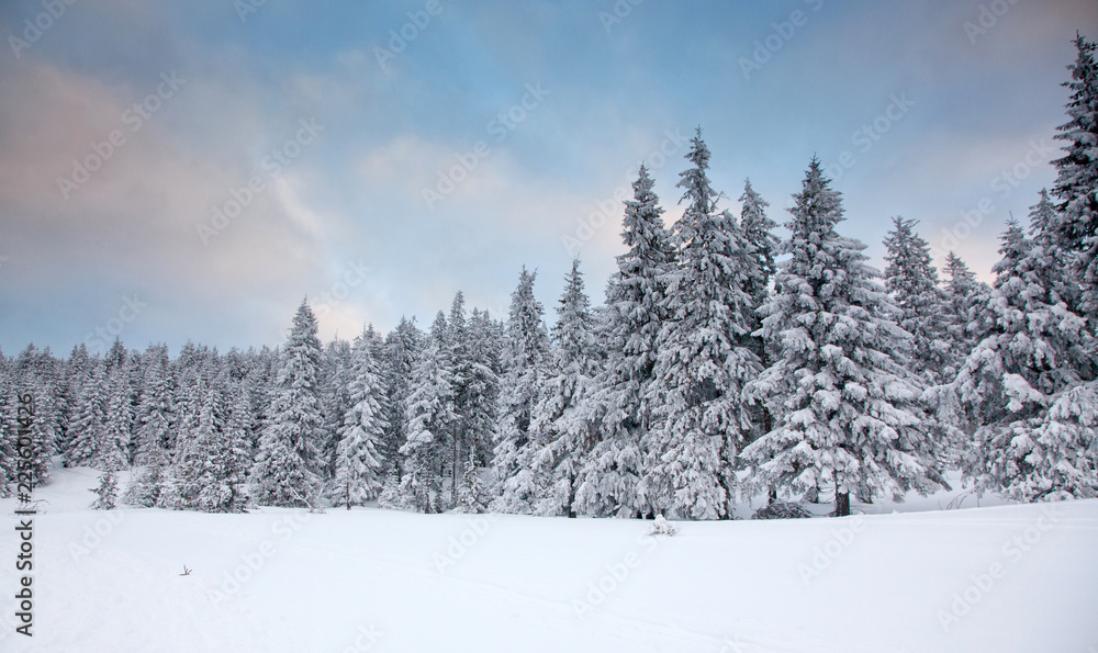 winter background of snow covered fir trees in the mountains