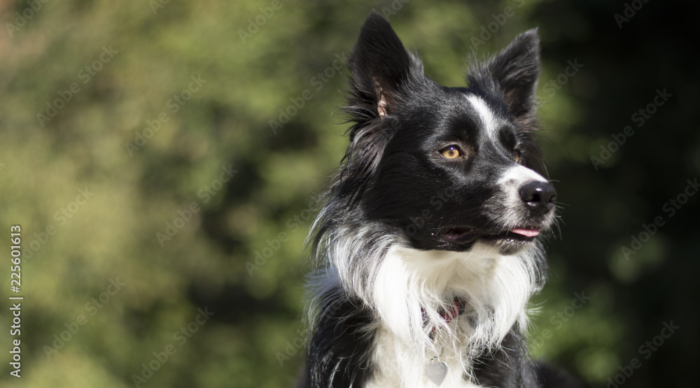 Close-up of a wonderful border collie