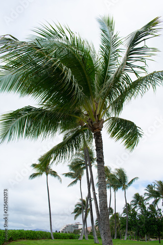 Palm Trees