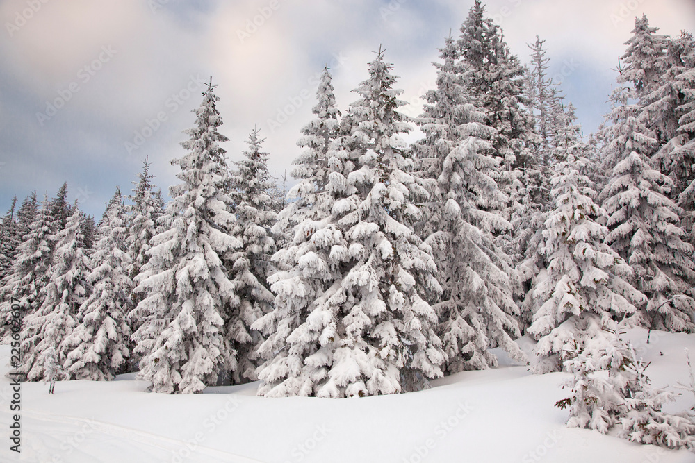 winter background of snow covered fir trees in the mountains winter background of snow covered fir trees in the mountains