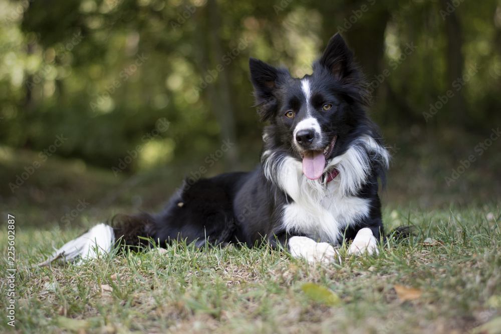 A loving and peaceful border collie puppy relaxes in the grass