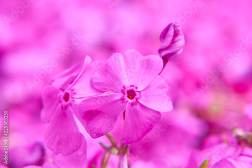 シバザクラの花と蕾 © sora_nus