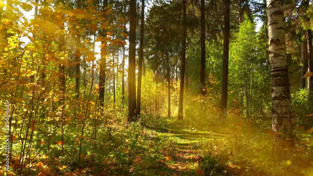 Walking in the autumn forest, in warm sunny weather, 4k Walking in the autumn forest, in warm sunny weather, 4k