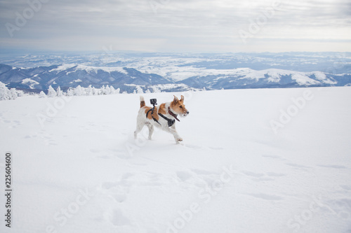 happy fox terrier playing in fresh snow on a beautiful winter day © Melinda Nagy
