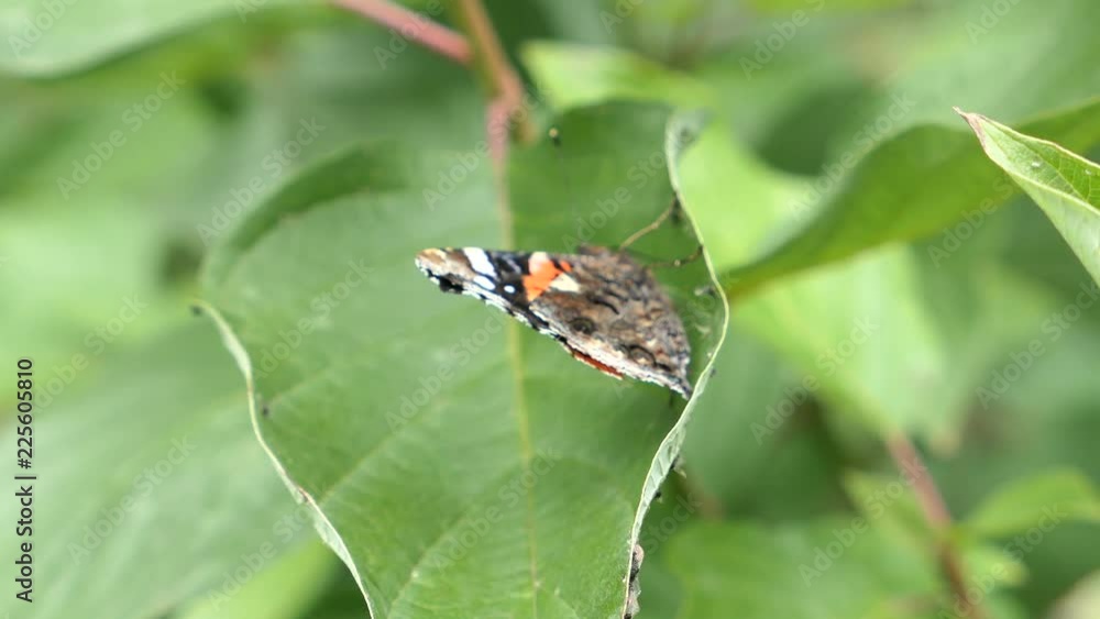 Butterfly Sitting On A Leaf And Struggling With The Wind Butterfly Sitting On A Leaf And Struggling With The Wind