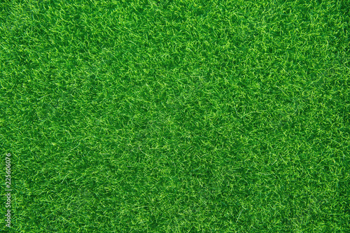 Green grass texture background. Top view with copy space.