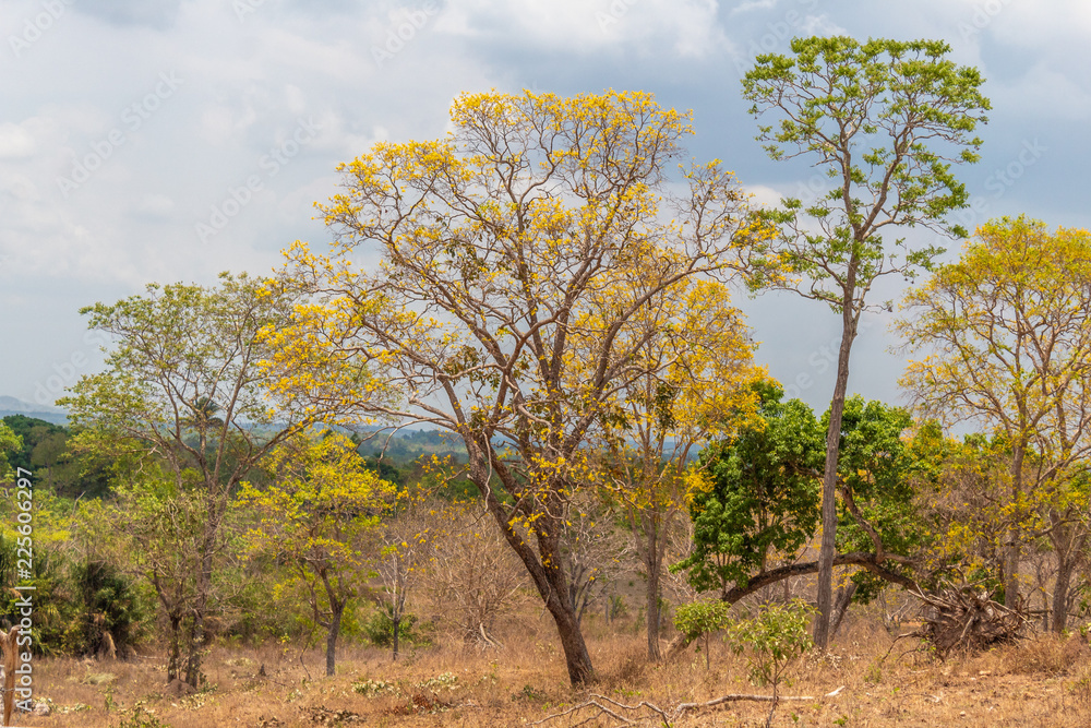 Ipê Amarelo - Tabebuia chrysotricha Ipê Amarelo - Tabebuia chrysotricha