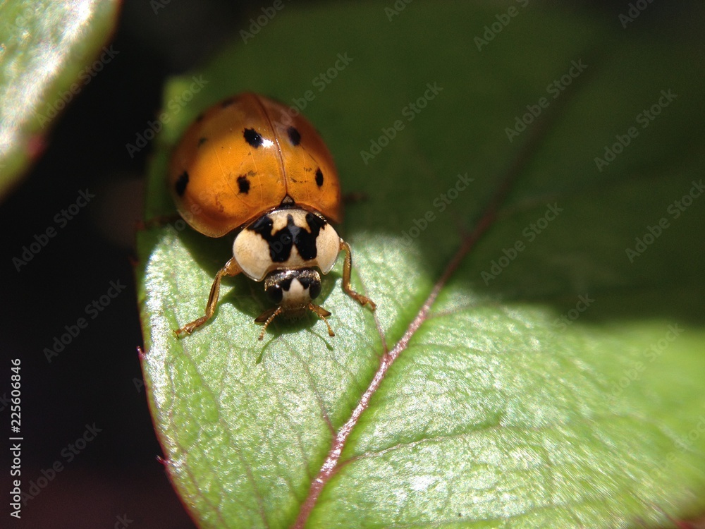 Obraz premium ladybug on leaf