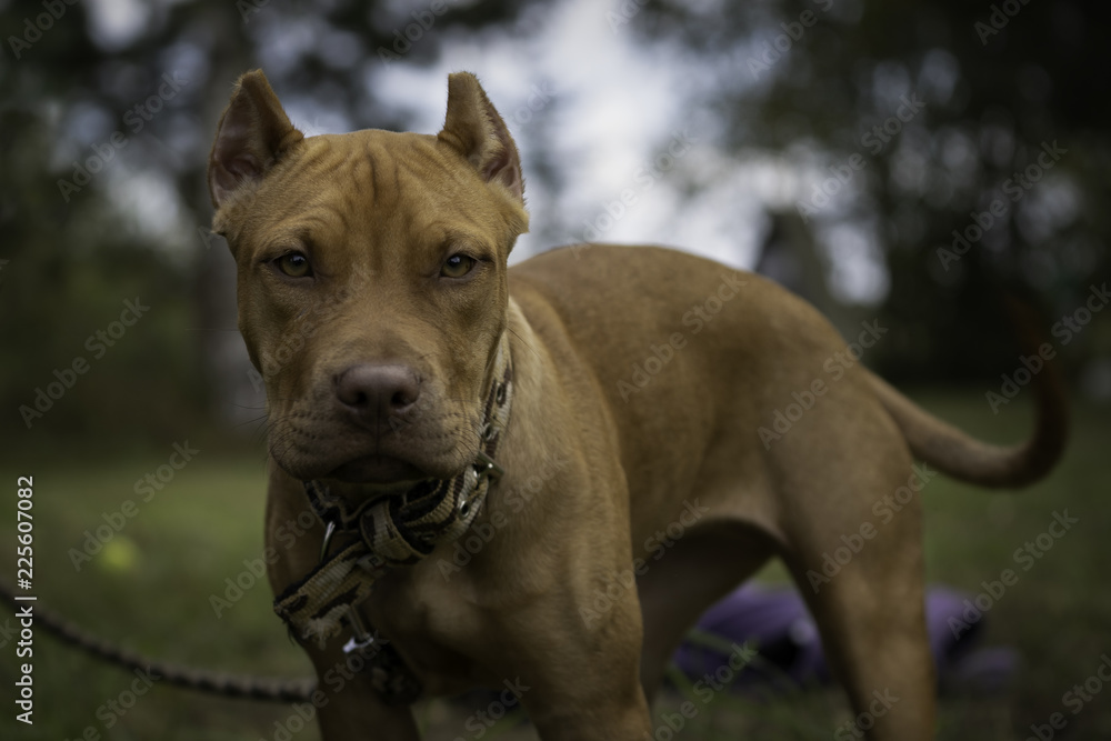 Portrait of a American Pitbull Terrier puppy on the nature close up. Portrait of a American Pitbull Terrier puppy on the nature close up.