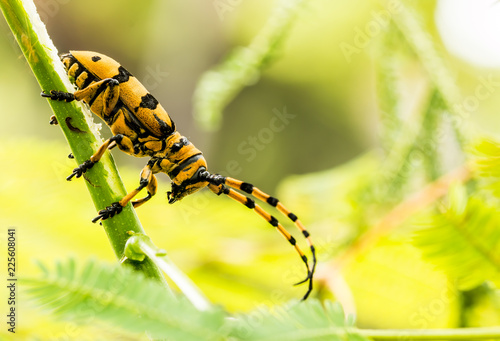 aprirona swainsoni beetle climbing on tree photo