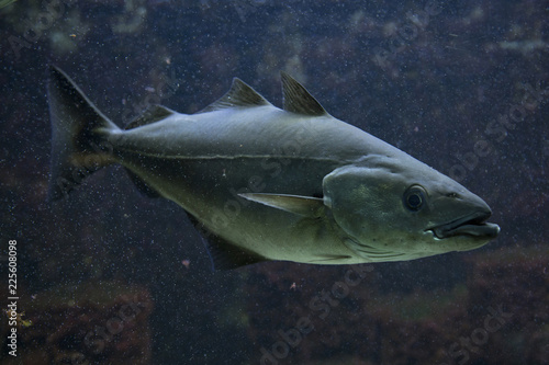 Fotografía Saithe (Pollachius virens).