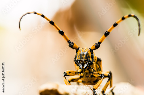 aprirona swainsoni beetle climbing on tree © lightofchairat