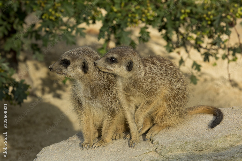 Fototapeta premium Meerkat (Suricata suricatta).