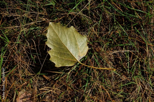 one brown leaf on the grass in the forest