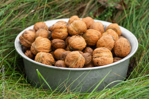 Walnuts kernels on green grass with natural background, Whole walnut in a metal plate. Walnuts. Walnuts an market. Healthy