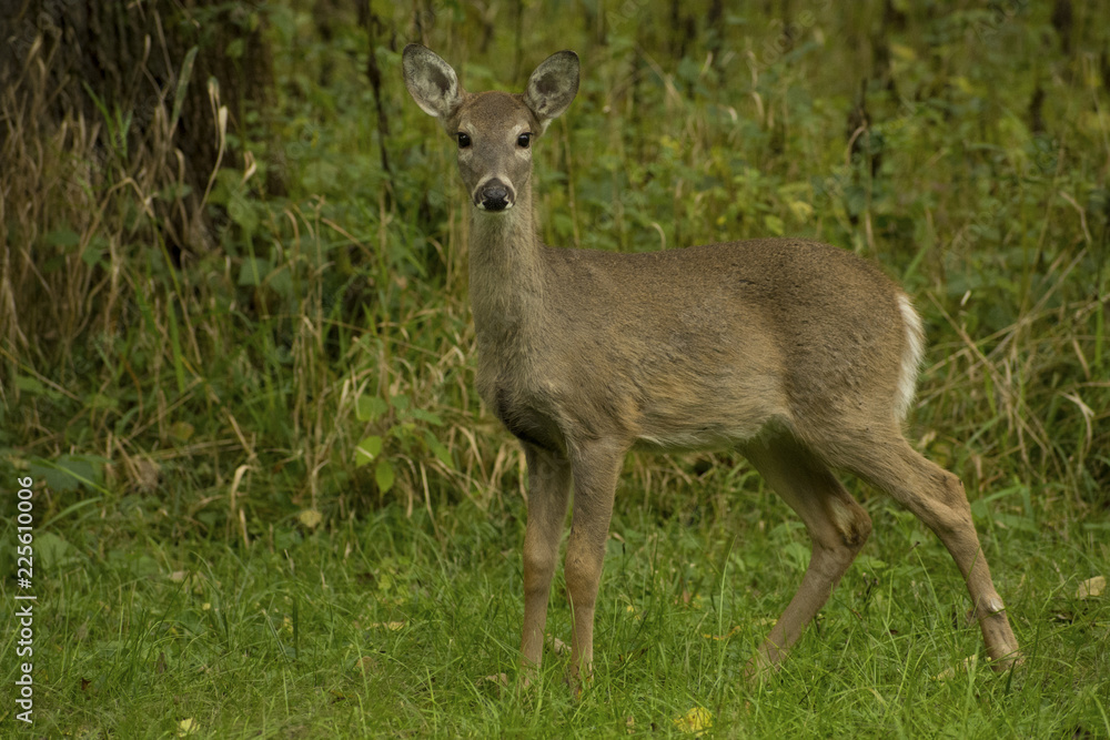 White-tailed Deer (Odocoileus virginianus) doe standing outside Springbrook State Park, Guthrie Center, Iowa. White-tailed Deer (Odocoileus virginianus) doe standing outside Springbrook State Park, Guthrie Center, Iowa.