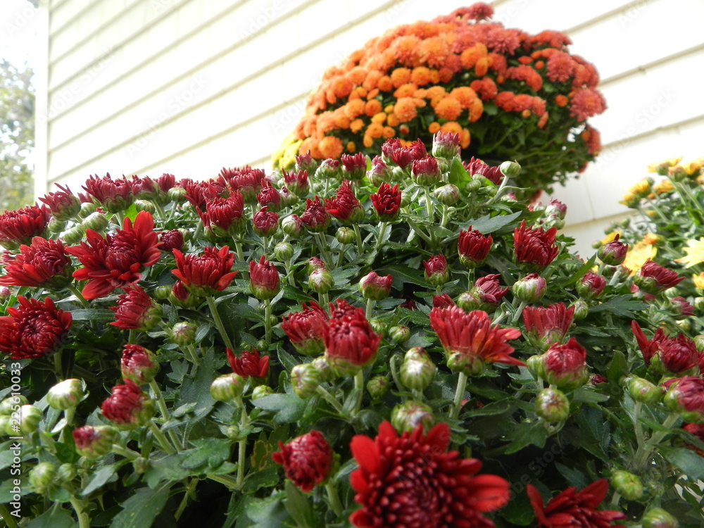 Naklejka premium Autumn Flowers