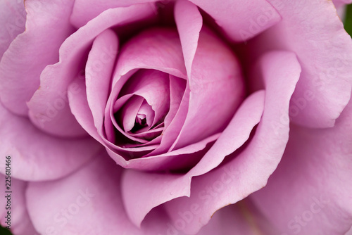 closeup of a pink rose