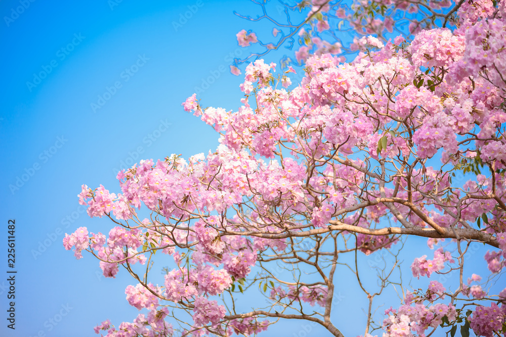 Tabebuia rosea is a Pink Flower neotropical tree and blue sky