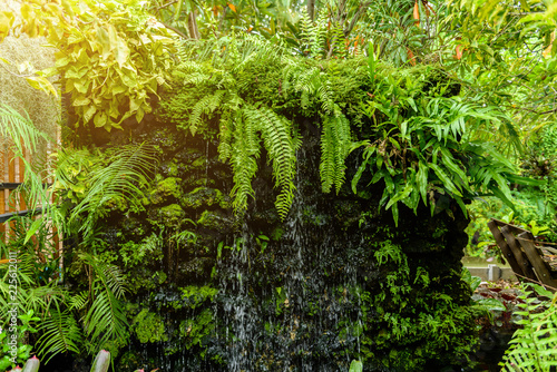 Green fern leaves tropical rainforest foliage plant photo